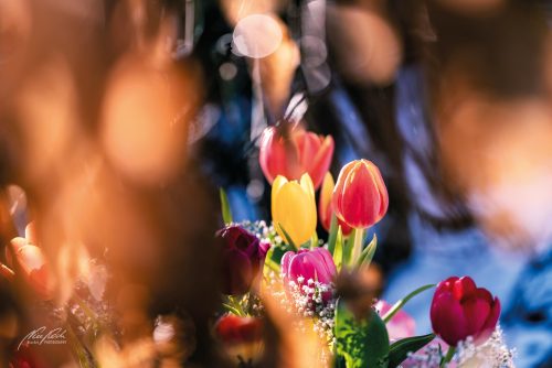 RBU103-01232-Tulpenstrauss-von-Farben-gekuesst