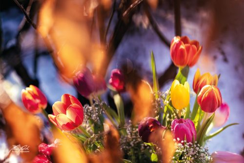 RBU103-01234-Tulpenstrauss-von-Farben-umtanzt