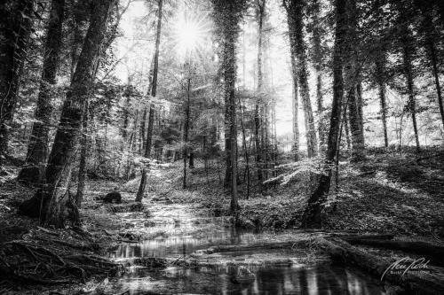 SWU008-07891-Sonnenstern-beim-Waldbach-sw