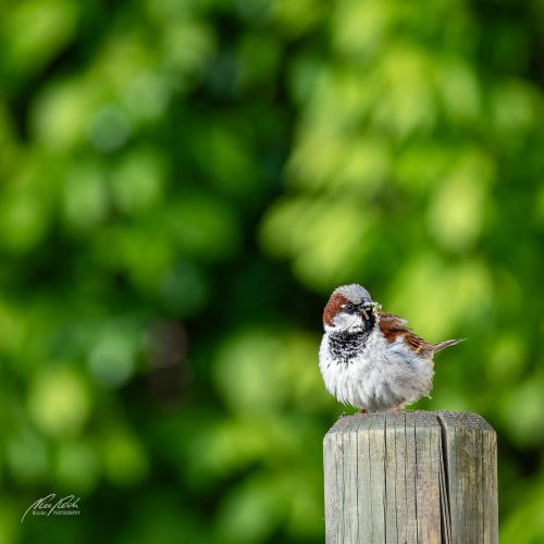 TWU105-00293-Spatz-erwachsen