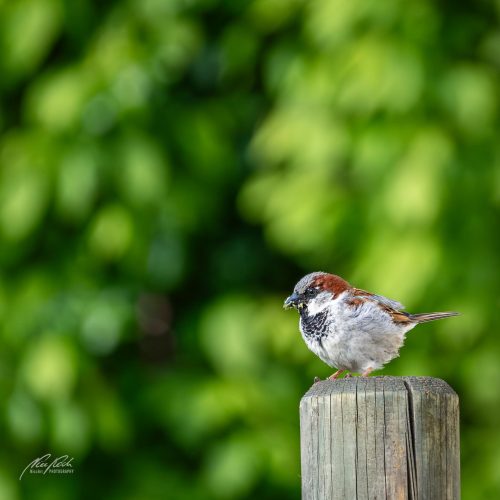 TWU105-00302-Spatz-erwachsen