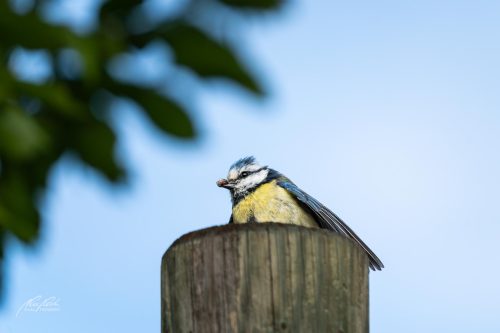 TWU105-00384-Blaumeisli