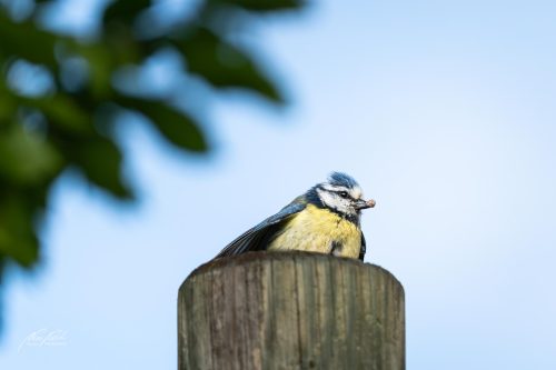 TWU105-00385-Blaumeisli