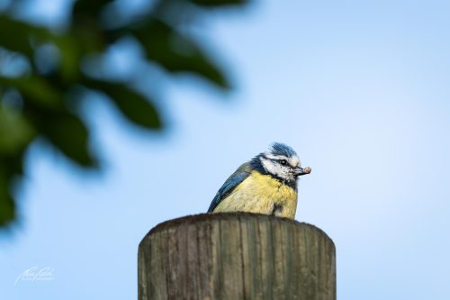 TWU105-00386-Blaumeisli