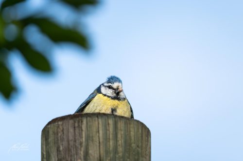 TWU105-00404-Blaumeisli