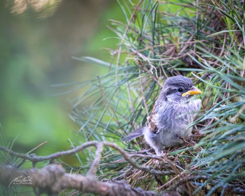 TWU105-00606-Junger-Spatz
