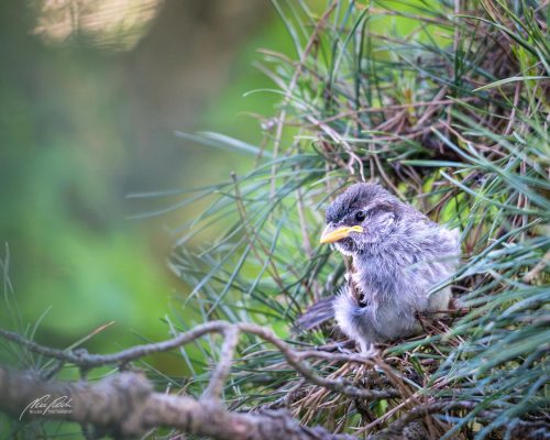 TWU105-00619-Junger-Spatz