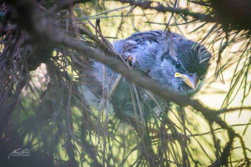 TWU105-00629-Junger-Spatz