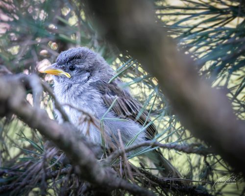 TWU105-00664-Junger-Spatz-in-einer-Foehre-schaut-nach-vorne