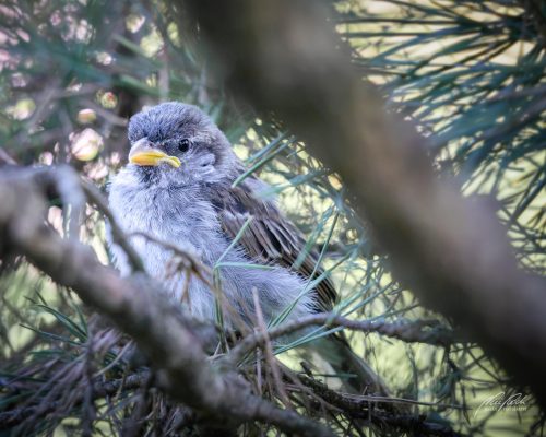 TWU105-00665-Junger-Spatz-umgeben-von-Foehrennadeln