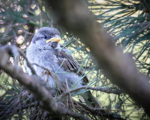 TWU105-00666-Junger-Spatz-in-einer-Foehre-schaut-zurueck