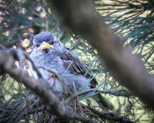 TWU105-00673-Junger-Spatz-in-einer-Foehre-schaut-zu-mir