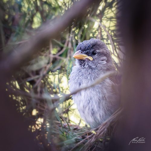 TWU105-00683-Herziger-junger-Spatz-schaut-aufmerksam