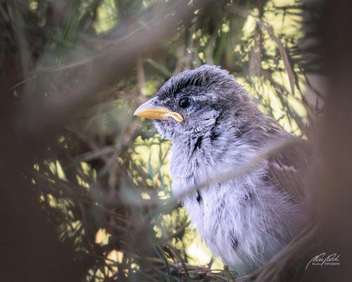 TWU105-00689-Herziger-junger-Spatz-schaut-wachsam