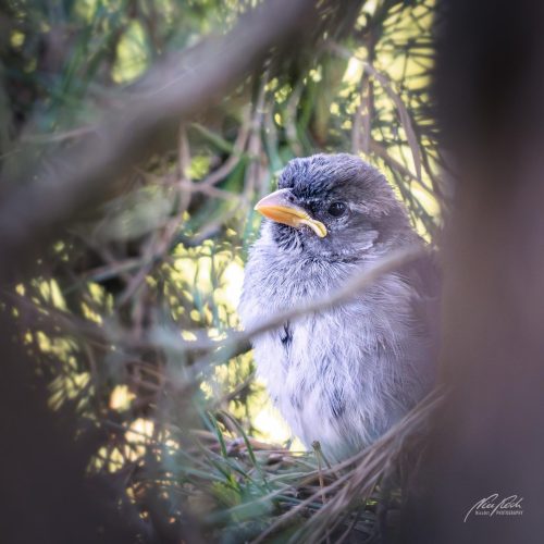 TWU105-00705-Herziger-junger-Spatz-schaut-treuherzig