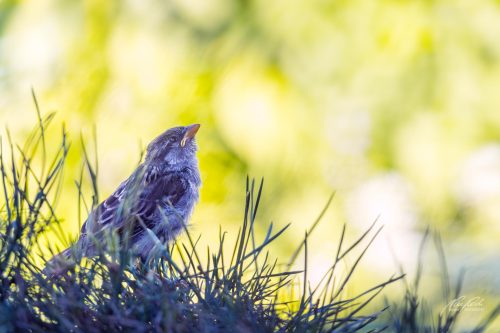 TWU105-00744-Junger-Spatz-blickt-zum-hellen-Sonnenlicht