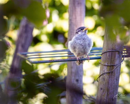 TWU105-00758-Junger-Spatz-wartet-auf-sein-Futter