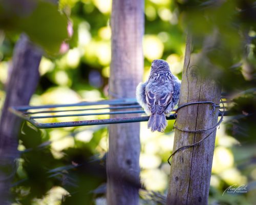 TWU105-00760-Auch-ein-Ruecken-kann-entzuecken-bei-einem-jungen-Spatz