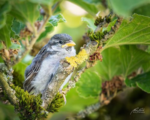 TWU105-00798-Junger-Spatz-gut-verborgen-im-Zaubernussstrauch