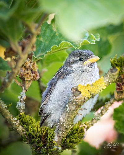 TWU105-00827-Junger-Spatz-gut-geschuetzt-unter-einem-Zaubernussblatt
