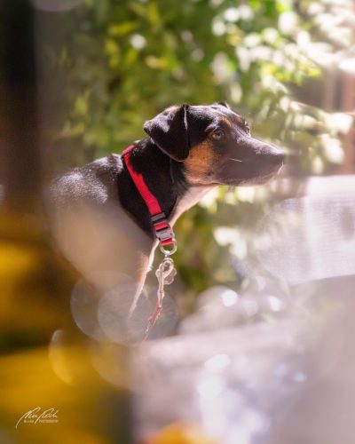 TWU208-07913-Hundeportrait