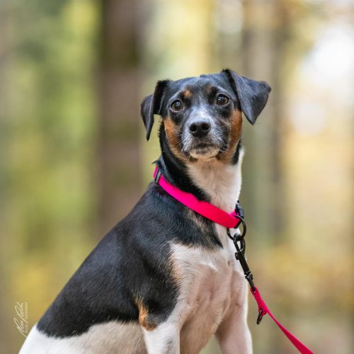 TWU211-08647-Hundeportrait