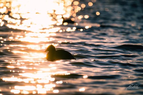 TWU601-0229-Blaesshuhn-im-Lichtermeer-der-Abendsonne