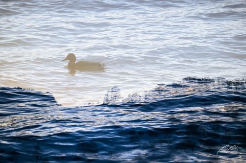 TWU601-0303-Ente-zwischen-Traum-und-Wirklichkeit