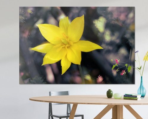 BPK504-6437-1929244-Bezaubernde-Wildtulpe