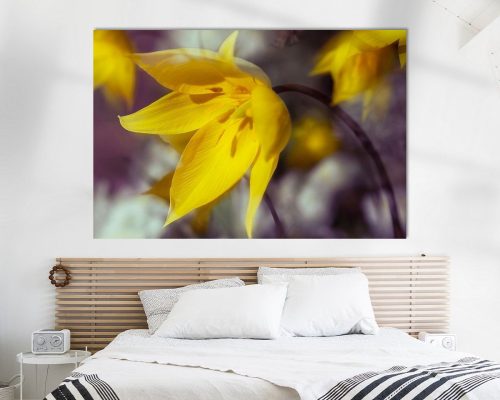 BPK504-6446-1929251-Wildtulpen-in-der-Fruehlingssonne