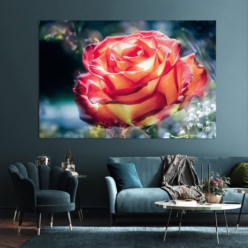 RBK504-5798-1873356-Rosenbluete-von-der-Sonne-gekuesst-Nicc-Koch