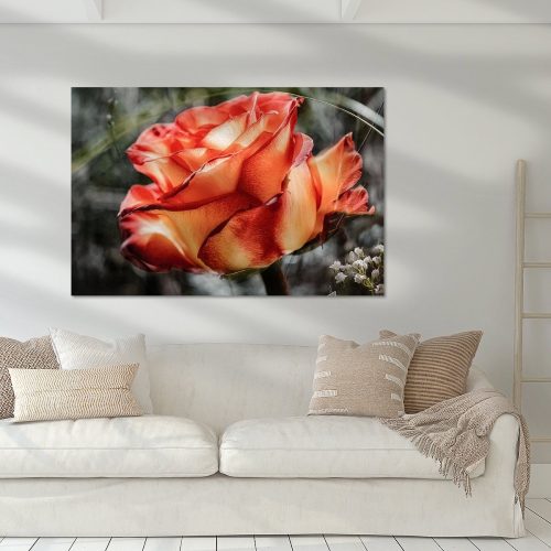 RBK504-5811-1873357-Rosenbluete-vom-Licht-gekuesst-Nicc-Koch