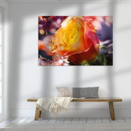 RBK505-7441-1873957-Rosenbluete-im-Zauber-des-Lichts-Nicc-Koch