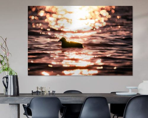 TWU601-0217-1892472-Blaesshuhn-in-der-Glut-des-Sonnenuntergangs