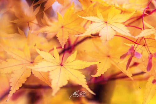 DSC 6357K610-24295644-hp16P-Ahornblaetter-Herbst