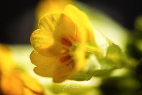 DSC07481304-14235644-hp13-Schluesselblume