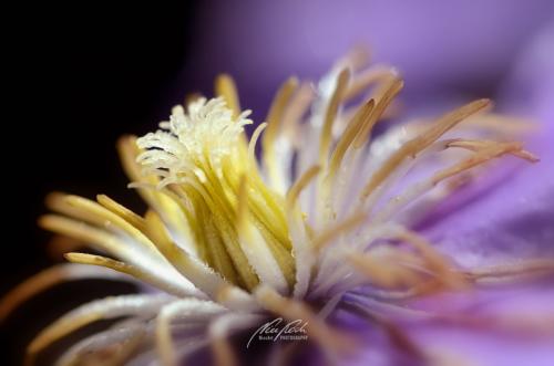 DSC31051206-12354550-hp12-Clematis