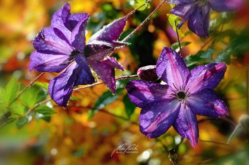 DSC37841110-11961360-hp11-Clematis