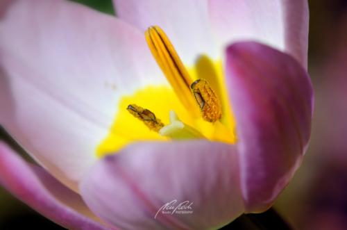 DSC84431204-12036316-hp12-Tulpe