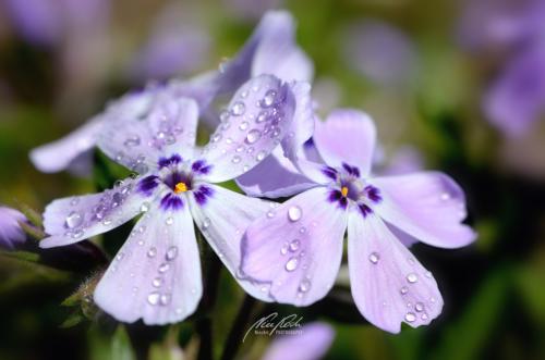DSC87441204-12043080-hp12-Polsterphlox