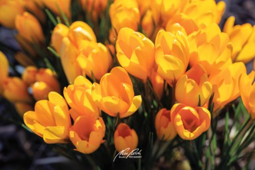 DSC 3763K602-23749888-hp16M-Krokus