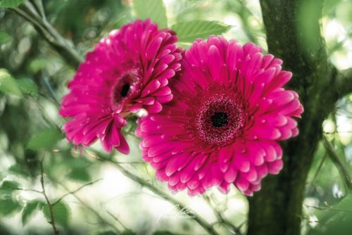 DSC 5074K605-24217473-hp16M-Gerbera