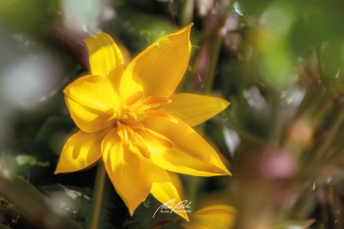 DSC 64201504-23089070-hp15P-Weinbergtulpe