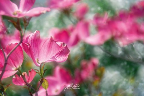 DSC 69461504-23089251-hp15P-Blumenhartriegel