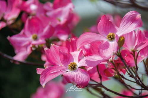 DSC 69491504-23089166-hp15P-Blumenhartriegel