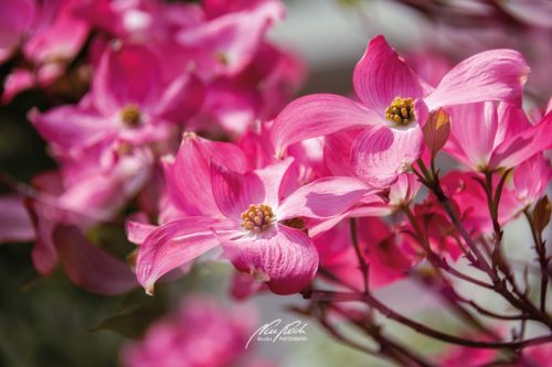 DSC 69511504-23352504-hp15M-Blumenhartriegel