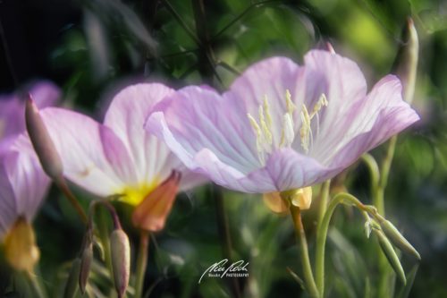 DSC 78711505-23290094-hp15M-Rosa-Nachtkerze
