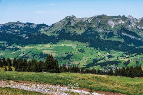 DSC 8743K708-24730978-hp17P-Toggenburg