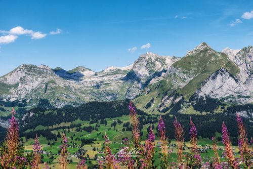DSC 8761K708-24730981-hp17P-Toggenburg