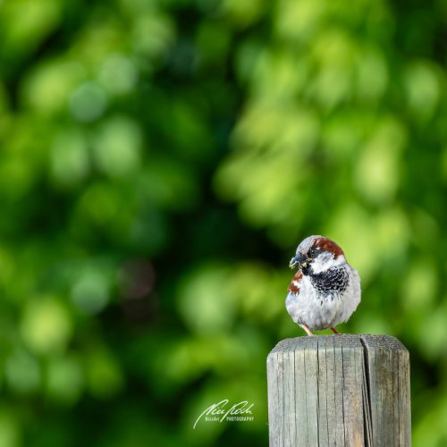 DSC00290U105-25476094-hp21P-Spatz-Haussperling-Altvogel